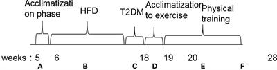 The effects on type 2 diabetes mellitus mouse femoral bone achieved by anti-osteoporosis exercise interventions